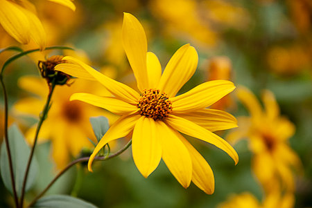 Yellow flower in the garden, Thailand. (Helianthus annuus)
