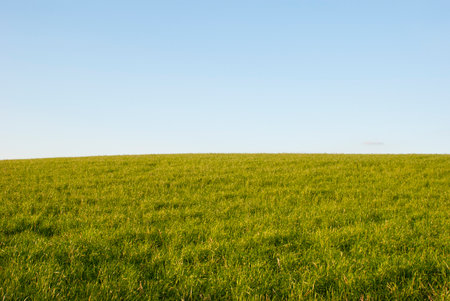 Green field with blue sky in the background. Spring landscape. Natural background.