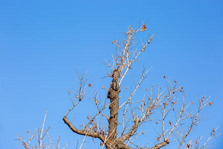 Dead tree with blue sky background, closeup of photo with selective focusの写真素材