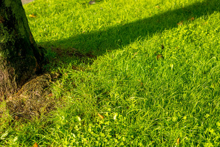 Green grass with tree shadow, Thailand. (Selective focus)の写真素材