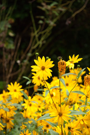 Yellow flowers in the garden. Selective focus. Shallow depth of fieldの写真素材