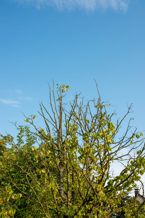 Tree branches against the blue sky, natural background with copy space.の写真素材