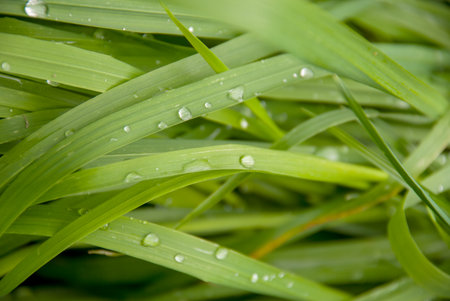 Green grass with dew drops close-up. Natural background.の写真素材