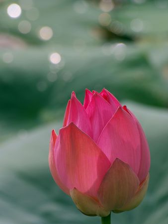 lotus  8の写真素材