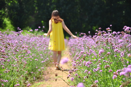 girl with yellow dress walking between lavender の写真素材
