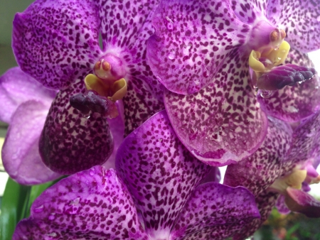 tiger orchidの素材