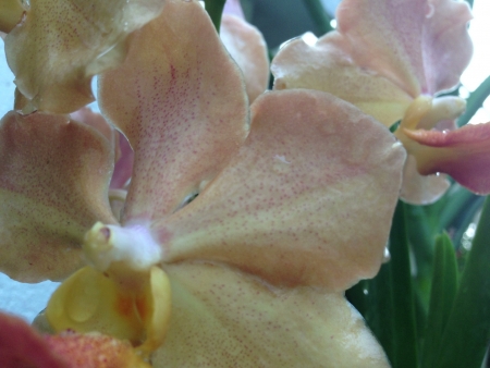 Luscious orchidの素材