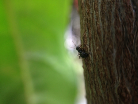 Black ant の素材