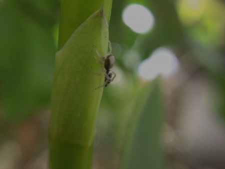 Plant spiderの素材