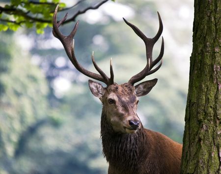 Red Deer Stag (Cervus elaphus)の写真素材