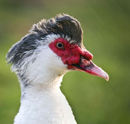 A Free-range Muscovy Duck (Cairina moschata)の写真素材