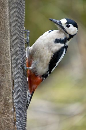 A Great Spotted Woodpecker On A Bird Feederの写真素材