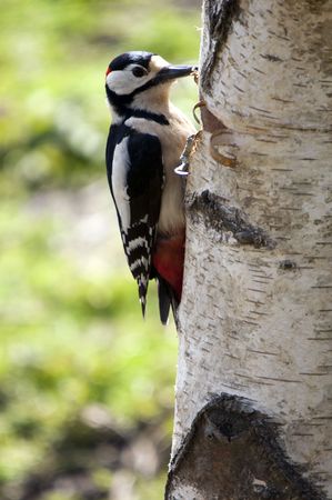 A Great Spotted Woodpecker On The Side Of A Silver Birch Treeの写真素材