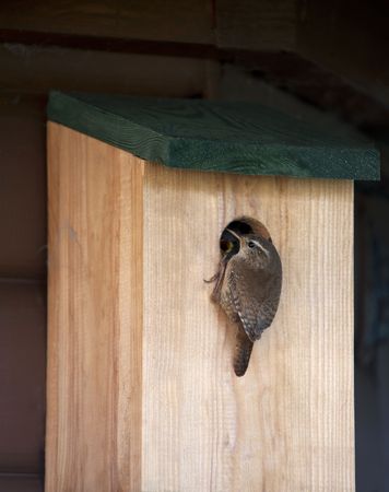 A Wren Feeding Its Young At A Nest Boxの写真素材