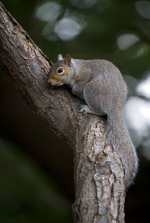 A Grey Squirrel Sat On A Tree Branchの写真素材