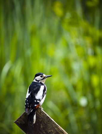A Great Spotted Woodpecker Perched On A Fence Postの写真素材