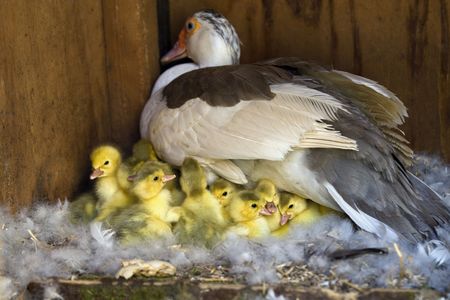 A Muscovy Duck On A Nest With Her Newly Hatched Ducklingsの写真素材