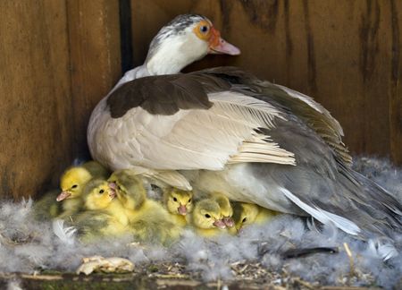 A Muscovy Duck On A Nest With Her Newly Hatched Ducklingsの写真素材
