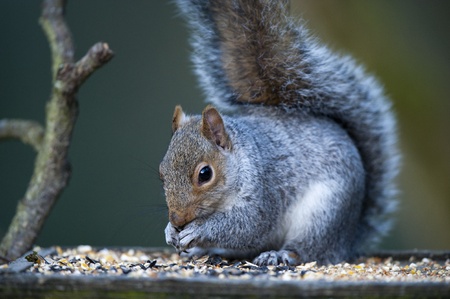 Greedy Grey Squirrel Eating Seed On A Bird Tableの写真素材