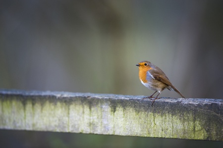 Cock Robin Perching On A Wooden Fenceの写真素材