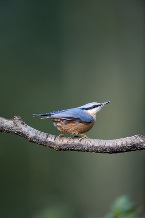 Nuthatch Perching On A Branchの写真素材