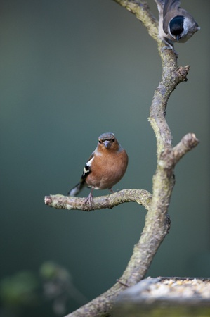 Chaffinch and Willow Tit Perching On A Branch Above A Bird Tableの写真素材