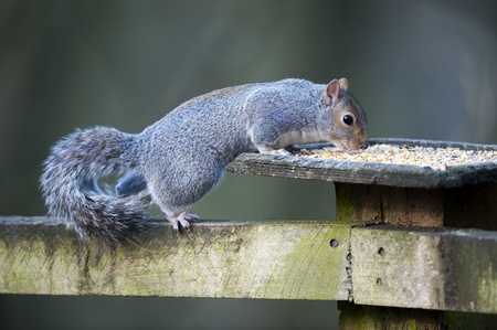 Grey Squirrel Thieving Food From A Bird Tableの写真素材