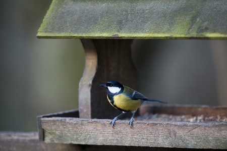 Great Tit Perching On A Bird Tableの写真素材