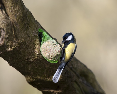Great Tit Feeding On A Suet Fatball Feederの写真素材