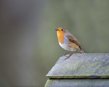 A Robin In Song Whilst Perching On A Bid Tableの写真素材