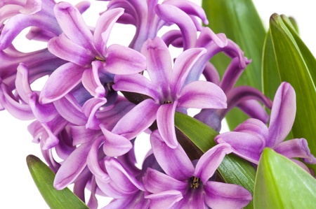 Close-up Of A Pink Hyacinth Plant and Flowersの写真素材