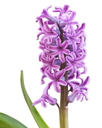 Close-up Of A Pink Hyacinth Plant Stalkの写真素材