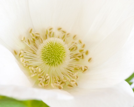 Close-up Of A White Anemone Flowerの写真素材