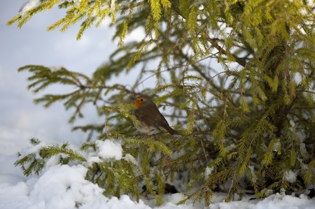 A Robin Perching In A Norway Spruce Tree, On A Snowy Winters Dayの写真素材