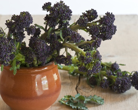 Stems of purple Sprouring Broccoli, in a Terracotta Pot.の写真素材