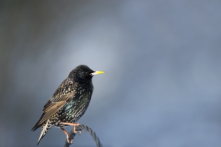 Starling (Sturnus vulgaris), perching on a wrough iron bird feeder.の写真素材