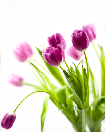 Vase of Pink Tulips Against A White Backgroundの写真素材