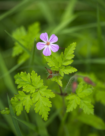 Herb Robert Growing On A Field Side, Highland Perthshire, Scotland.の写真素材