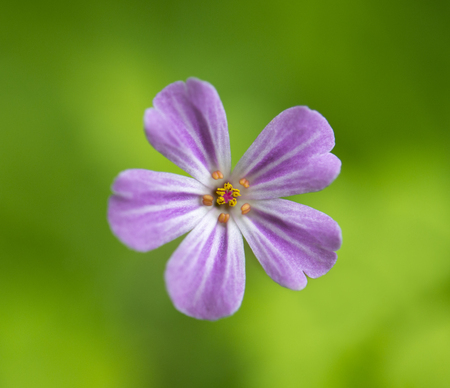 Close Up Of The Wildflower Herb Robert, Highland Perthshire, Scotland.の写真素材