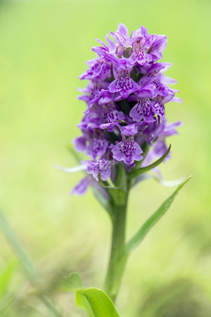 Northern Marsh-orchid, Growing In A Field, Highland Perthshire, Scotland.の写真素材