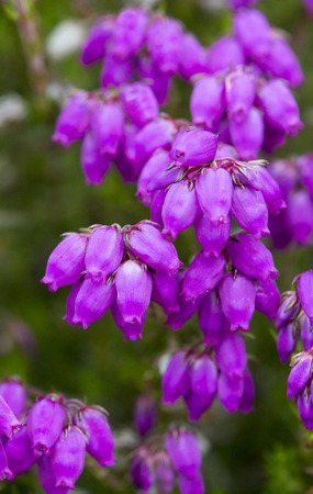 Bell Heather, Glen Lyon, Scotland.の写真素材
