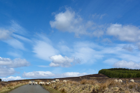 Driving to Glenisla on a single track moor road and get held up by some Sheep.の写真素材