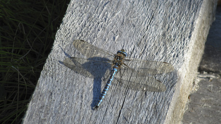 Dragon fly enjoy one's freedom.