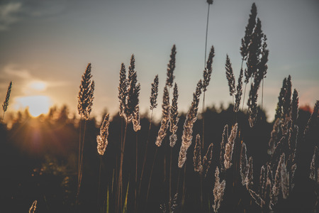 ears at the sunsetの写真素材