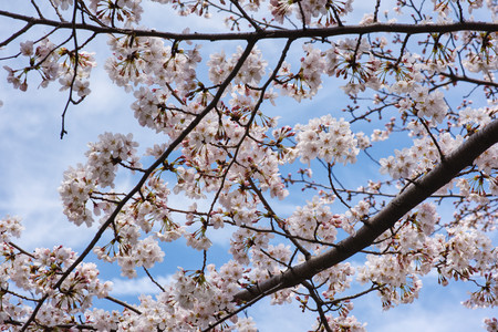 Cherry blossoms in Tokyoの写真素材