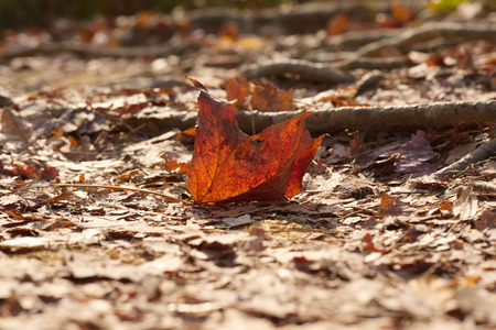 Fallen red maple leaf on the groundの写真素材