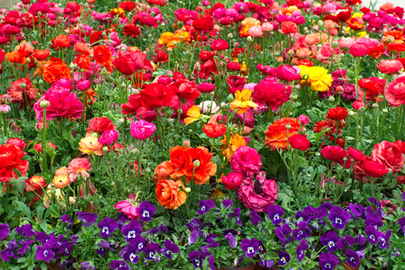 colourful flowersの写真素材