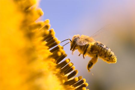 Macro of a honeybee in a sunflower. The bee is full of pollen from the flower.
