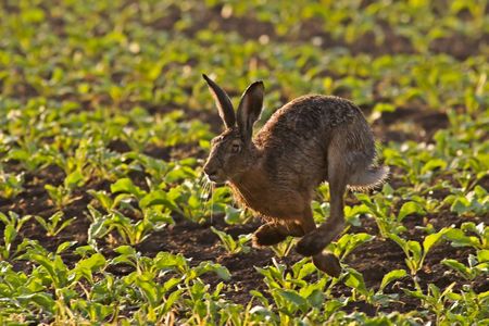 Hare Running through a field in the early morning light. の写真素材