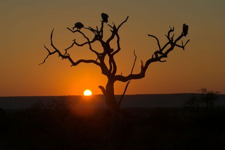 Sunset in Kruger Park - three vultures are perching on dead tree.の写真素材